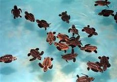 Tartarugas marinhas reecm nascidas no Projeto Tamar, Praia do Forte, Bahia